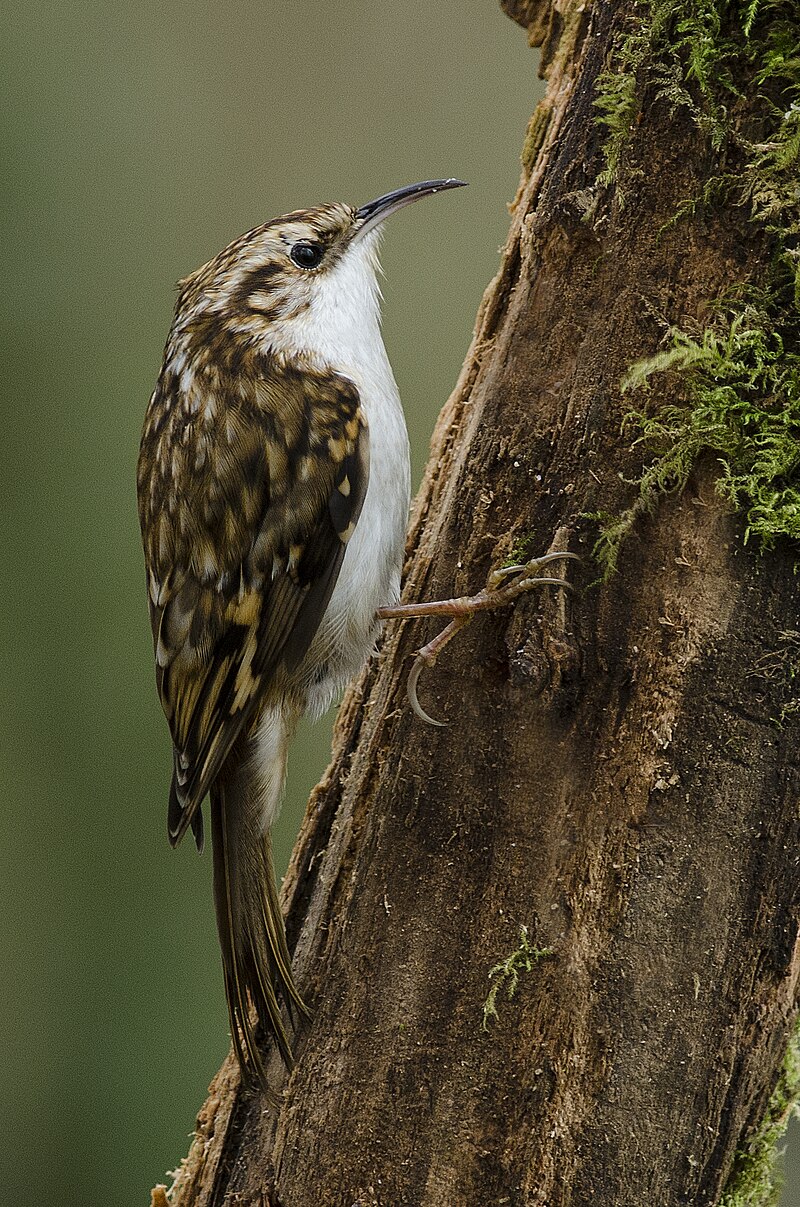 Foto: Mick Lobb