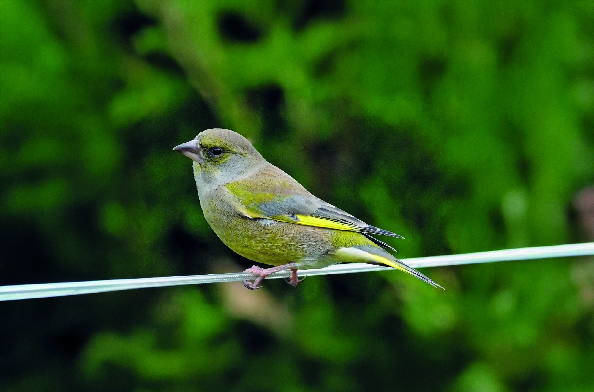 Zvonek zelený	<BR>Foto: licence Creative Commons