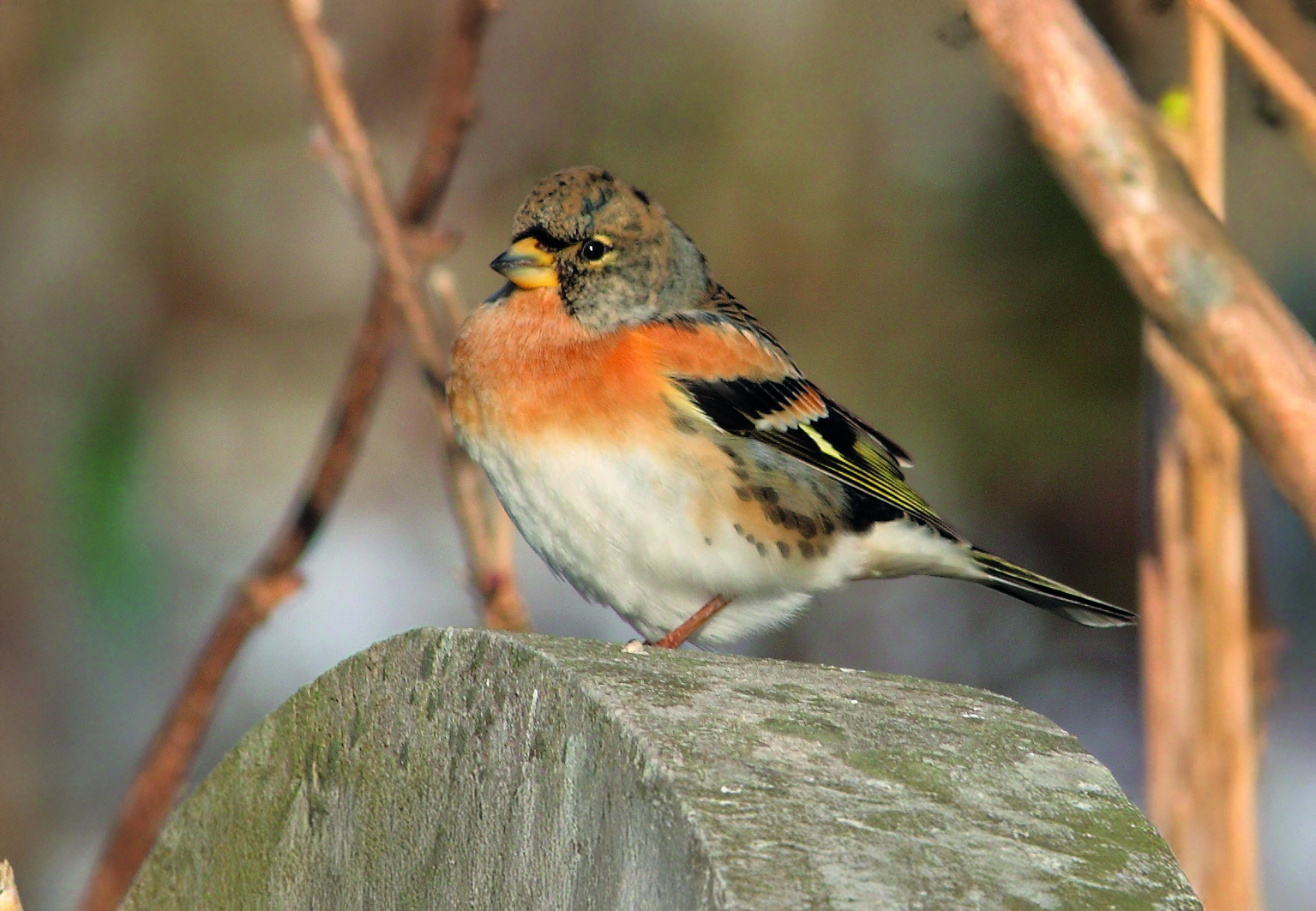 Pěnkava jikavec	<BR>Foto: Dunpharlain