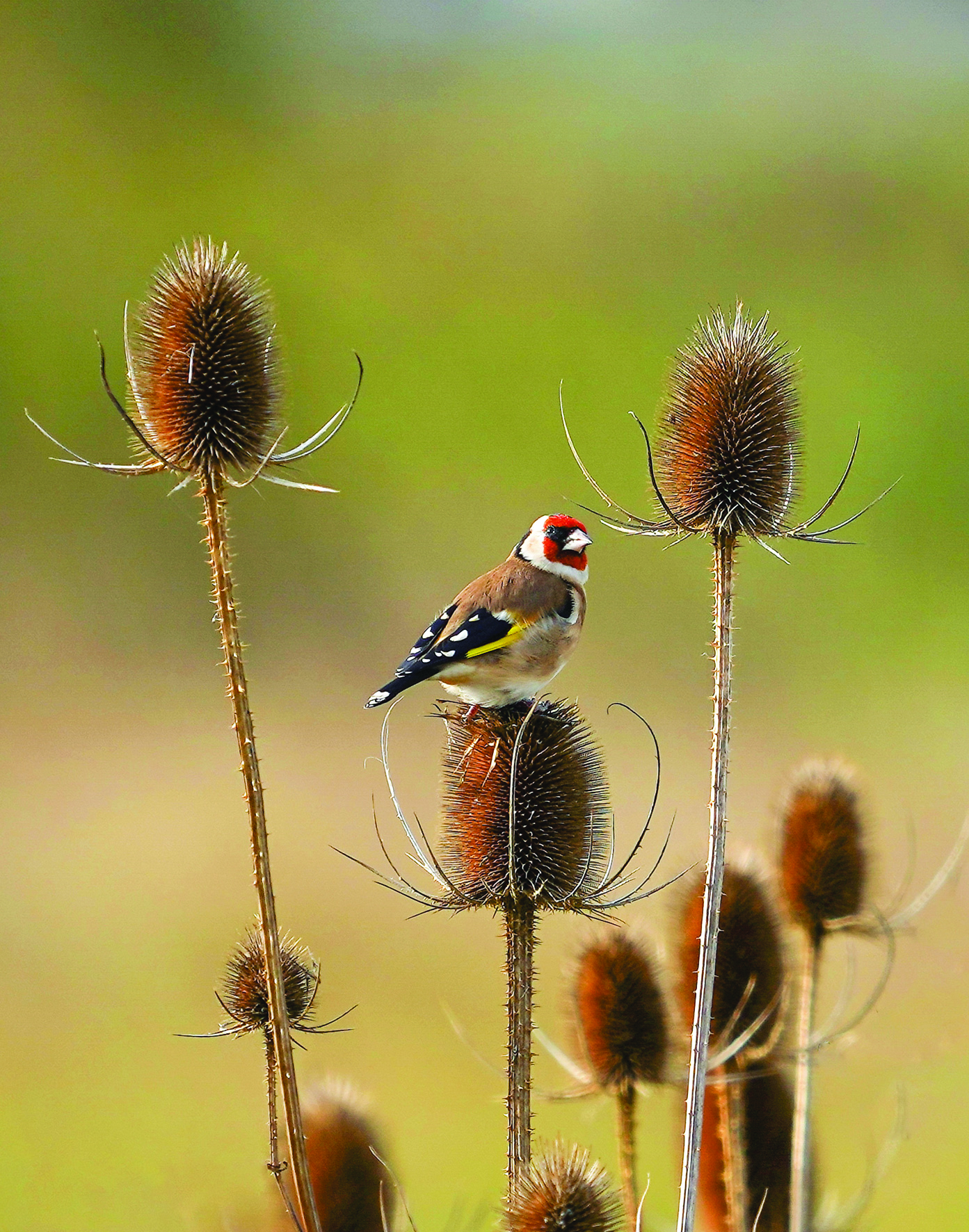 Stehlík na štětce	<BR>Foto: volné dílo