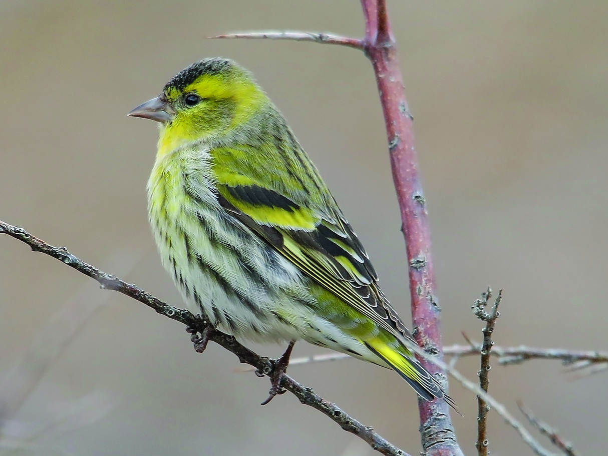 Čížek lesní<BR>Foto: Imran Shah