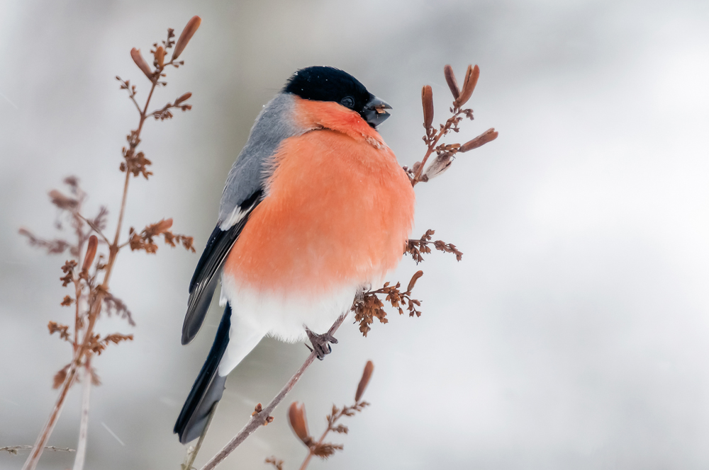 Hýl obecný<BR>Foto: Aleksandr Abrosimov