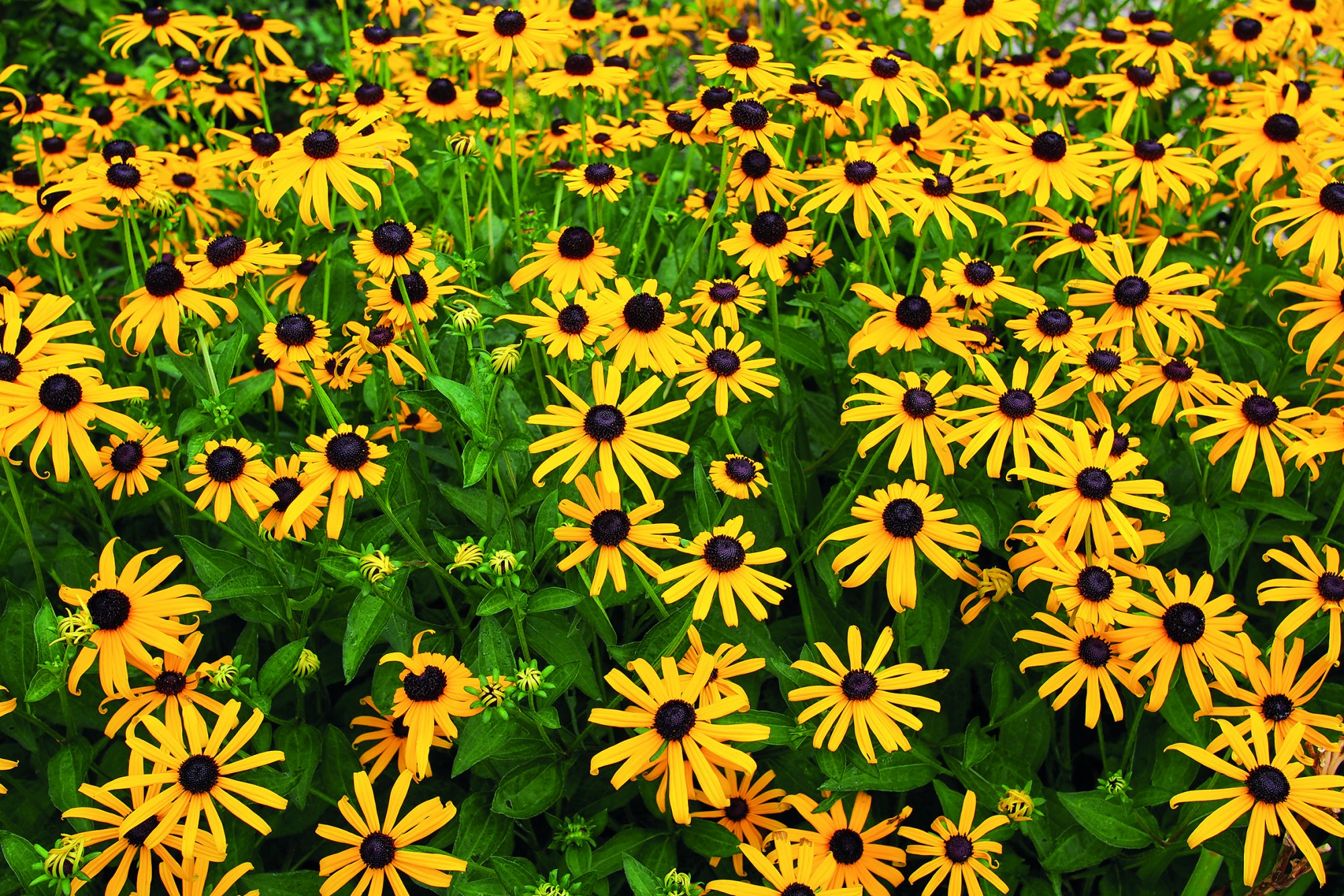 Foto: F. D. Richards